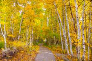 Aspens along Silver Lake-0414